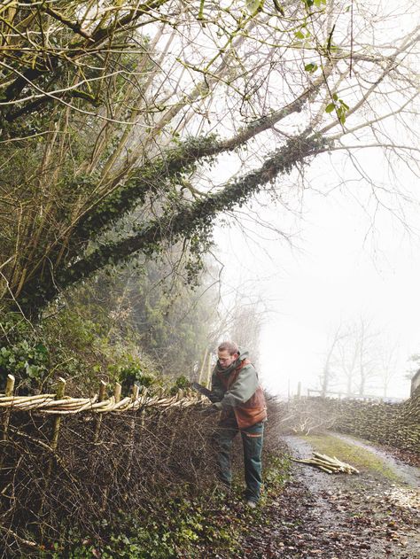 Hedgerow Fence, Arne Maynard, Beech Hedge, Pruning Saws, Hedging Plants, Garden Workshops, Front Garden Design, Outdoor Beds, Garden Designer