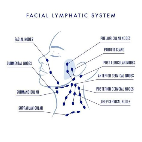 I had the pleasure of going to an awesome workshop at Luna Aesthetics & Spa, hosted by my friend Chelsea, Master Aesthetician and Owner of Luna. It's one of a three-part series about lymphatic drainage. I'll be writing up about my experiences at each along with what I learned! This first workshop was all about lymp Face Diagram, Gesicht Mapping, Lymph Drainage Massage, Drainage Massage, Lymph System, Lymph Massage, Lymph Drainage, Lymph Nodes, Yoga Facial