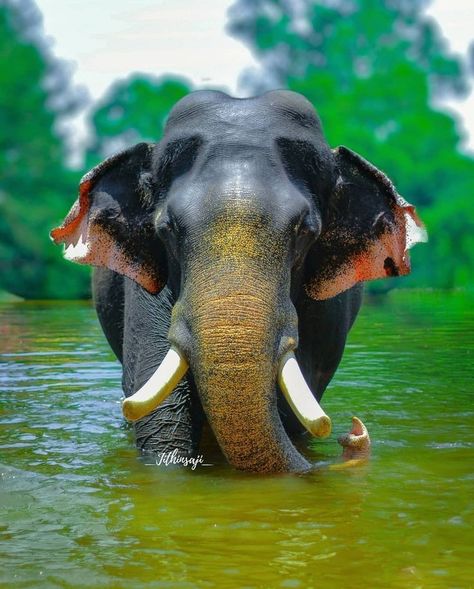 Kerala Elephant, Asian Elephants, Elephant World, Elephant Photography, Elephant Wallpaper, Hot Air Balloon Ride, Wild Animals Photography, Elephant Images, Elephant Pictures