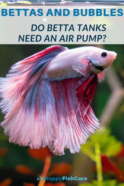 pink and red betta fish swimming Simple Beta Fish Tank, Betta Fish Ideas, Planted Betta Tank Ideas, Unique Beta Fish Tank Ideas, Betta Fish Bowl Ideas, Beta Fish Bowl Ideas, Beta Tank Ideas, Beta Fish Tank Ideas Plants, Planted Fish Bowl