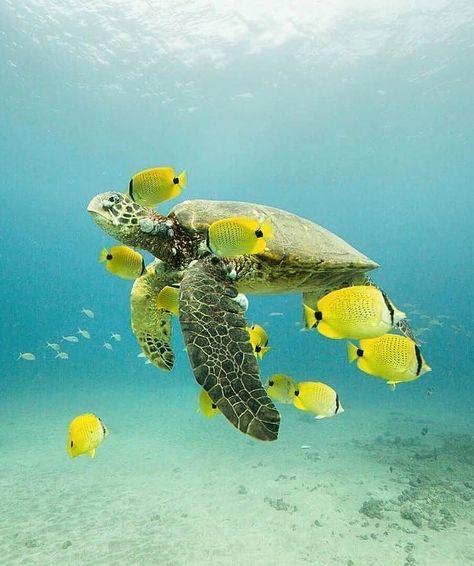 Splendid Earth on Instagram: “A Hawaiian green sea turtle surrounded by a group of millet seed butterfly fish 😍 ➖ ➖ L o c a t i o n :- Hawaii ➖ ➖  I m a g e - S o u r c…” Found this loving turtle photo while browsing :) Underwater Images, Butterfly Fish, Hawaii Art, Underwater Photographer, Green Sea Turtle, Turtle Love, Underwater Creatures, Desert Art, Amazing Photo