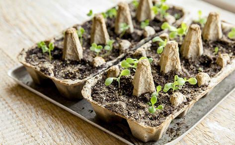 Seed Starter Pots You Can Make at Home | FoodPrint Diy Seed Starter, Seed Starting Containers, Starting Plants From Seeds, Seed Starters, Starting Seeds, Garden Activities, Starting Seeds Indoors, Egg Cartons, Seed Starter