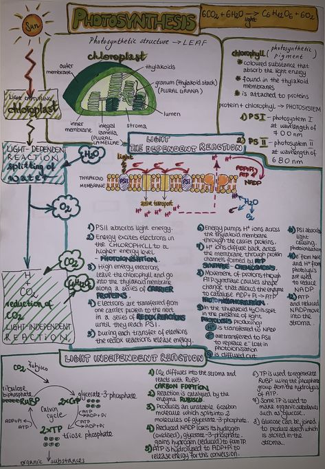 Photosynthesis Photosynthesis Graphic Organizer, A Level Biology Photosynthesis, Ap Bio Photosynthesis Notes, Biology Plants Notes, Photosynthesis Notes Biology, Photosintesis Notes, Biology Photosynthesis Notes, Biology Notes Photosynthesis, Respiration In Plants Notes