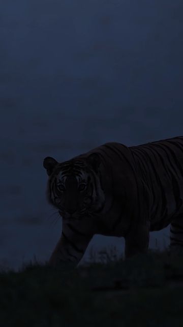 Shaaz Jung on Instagram: "The moon hangs quiet and the trees dance wicked, the apex moves silent as the winds blows frigid. Welcome to my midnight jungle. #shaazjung #moonlight #tiger #jungle #wildlife #moon #safari" Jungle At Night, Jungle Wildlife, Night Jungle, Tiger Jungle, The Moon, Wicked, Trees, Moon, Instagram