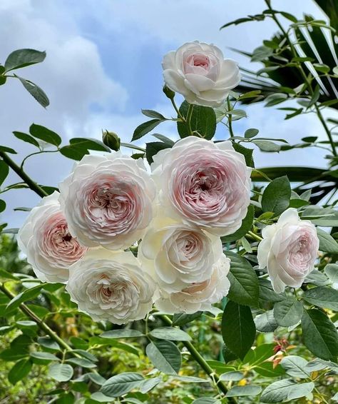 David Austin Roses | Keira Rose Austin Rose, David Austin Roses, David Austin, Rose Wedding, Beautiful Blooms, Beautiful Roses, Wedding Flowers, Austin, Roses