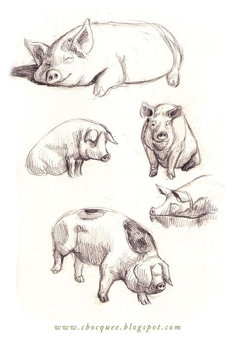 pencil drawing of pig - Google Search Three Pigs, Some Drawings, Drawing Animals, Animal Drawing, Animal Sketches, Pencil Drawing, Pigs, Animal Drawings, Farm Animals