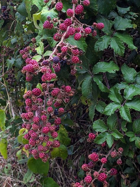 raspberry bush nature fairy aesthetic pink red leaves summer Raspberry Bush Aesthetic, Nature Fairy Aesthetic, Fairy Aesthetic Pink, Raspberry Aesthetic, Nature Fairy, Raspberry Bush, Dark Florals, Berry Bushes, Gothic Garden