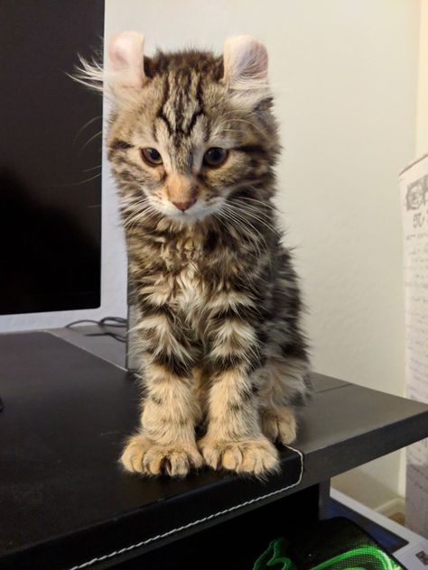 Highlander Kitten Patches, please follow us to watch her grow!  #kitty,#cat,#kitten,#highland lynx,#lynx,#cute,#adorable,#baby,#animal Highlander Lynx Cat, Iberian Lynx Cat, Lynx Tabaxi, Lynx Character Design, Highlander Cat, Lynx Kitten, Lynx Cat, Angora Cat, Lynx Lynx