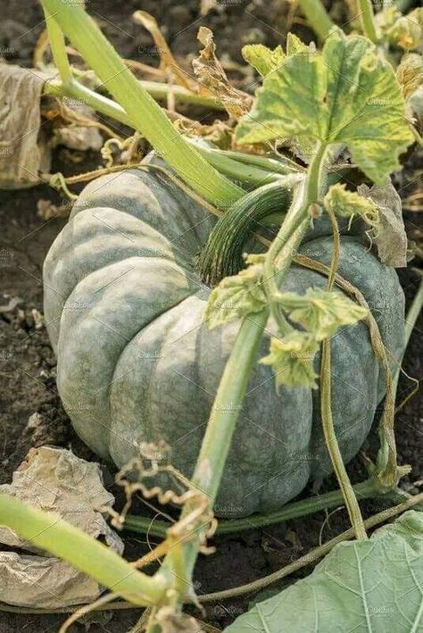 Pumpkin Vine, Pumpkin Projects, Pumpkin Leaves, Headless Horseman, Green Pumpkin, Local Farm, Drawing Stuff, Green Vegetables, Green Garden