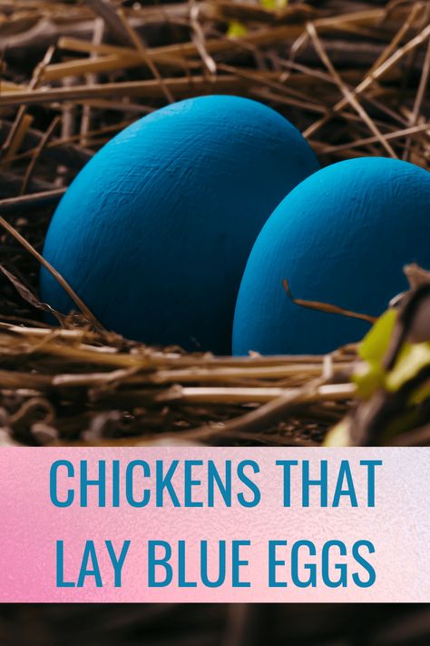 Production Blue Chicken, Blue Egg Laying Chickens, Chickens That Lay Blue Eggs, Colored Eggs Chickens, Chickens That Lay Colored Eggs, Types Of Chickens And Their Eggs, Blue Eggs Chicken, Egg Colors By Breed, Chicken Eggs Colors Chart