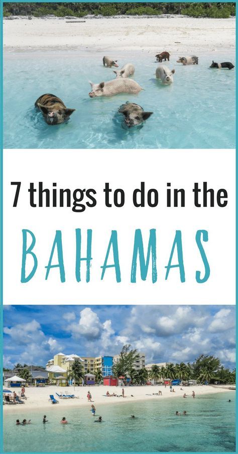 Planning a trip to the Bahamas? Don't miss these 7 amazing things to do in the Bahamas that will make your Bahamas vacation unforgettable! Bahamas Family Vacation, Bahamas Eleuthera, Bahamas Exuma, Tropical Vacation Destinations, Ship Wreck, Exuma Bahamas, Swimming Pigs, Travel International, Bahamas Travel