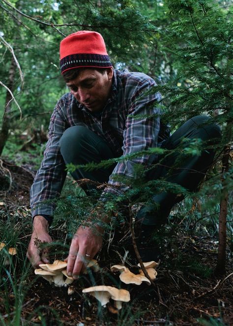 Forget Apple Picking—Go Mushroom Hunting Instead Picking Mushrooms, Mushroom Picking, Mushroom Sauce Recipe, Best Edibles, Mushroom Paint, Mushroom Hunting, Complicated Relationship, Living Off The Land, Dark Winter