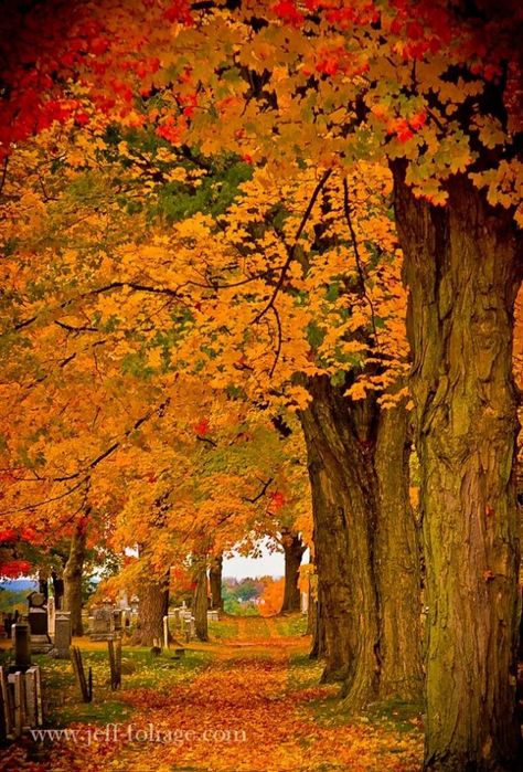 38 Breathtaking Examples of Fall in New England ... New England Foliage, Leaves On The Ground, Street Trees, I Love Autumn, New England Fall, Fall Beauty, Love Autumn, Autumn Scenes, Autumn Scenery