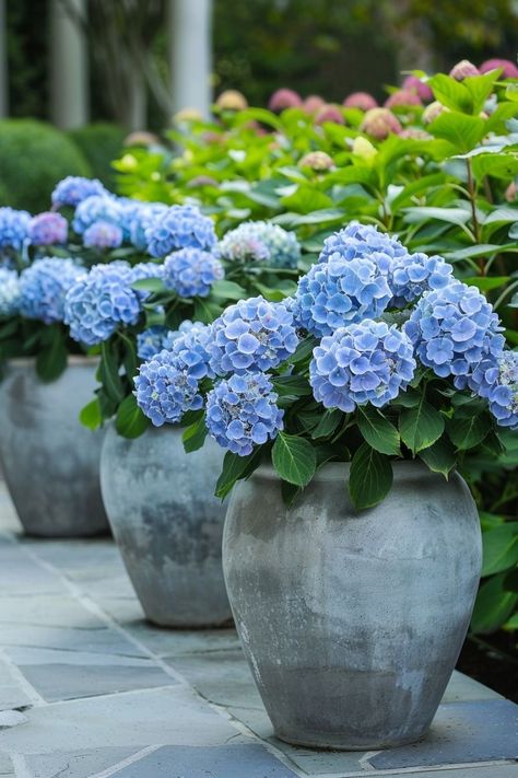 Hydrangea In Pots Planters, Hydrangea In Pots, Potted Hydrangea, Garden Planter Ideas, Hydrangea Potted, Tattoo Plant, Side Garden, Planter Ideas, Blue Garden