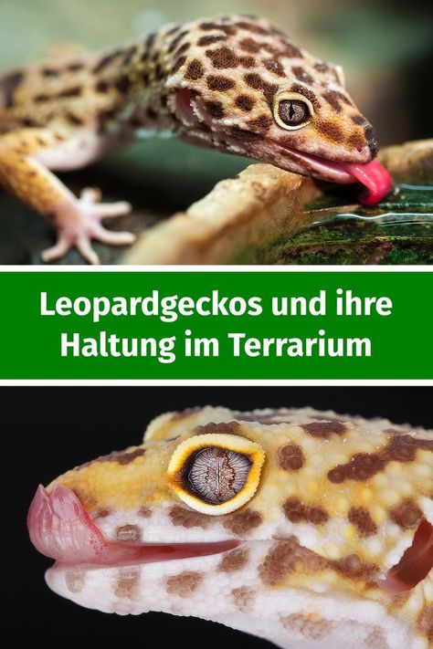 Leopardgeckos im Terrarium Gecko, Terrarium