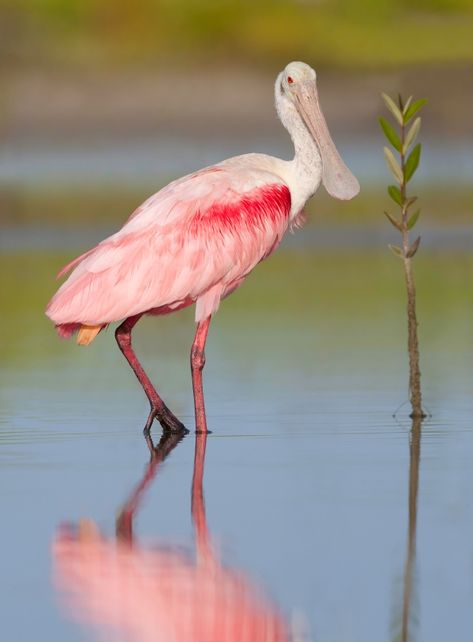 Spoonbill Art, Roseate Spoonbill Drawing, Spoonbill Bird, Rosette Spoonbill, Pink Spoonbill, Autumn Birds, Pink Spoonbill Painting, Florida Flamingo, Flamingo Bird Photography