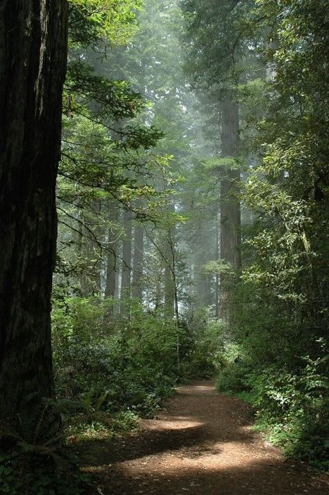 Redwood Sorrel, Wax Myrtle, Redwoods California, Fav Place, Belle Nature, Forest Bathing, Redwood Forest, Forest Path, Have Inspiration