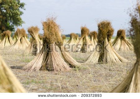 flax seed fields | Flax Stock Photos, Illustrations, and Vector Art Blue Flowering Plants, How To Wash Silk, Twin Bed Sheets, Flax Plant, Hobby Farms, Linen Duvet Covers, Linen Duvet, Belgian Linen, Linen Curtains