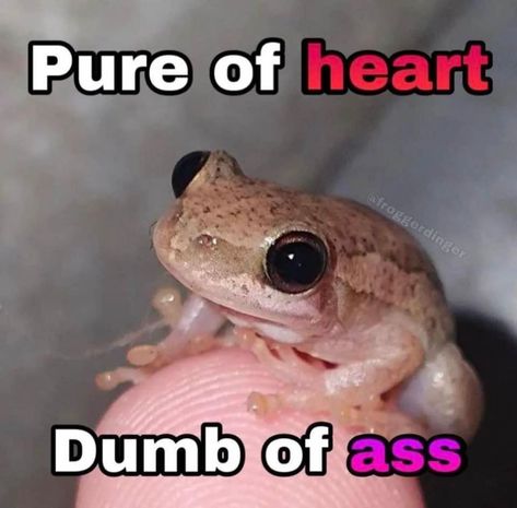 Frog Laughing, Slay Quotes, Tiny Animals, Whatsapp Stickers, Frog Meme, Frog Pictures, Cute Reptiles, Funny Frogs, Goofy Pictures