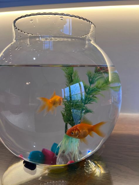 Fish Bowl, Goldfish, Fish, Bowl