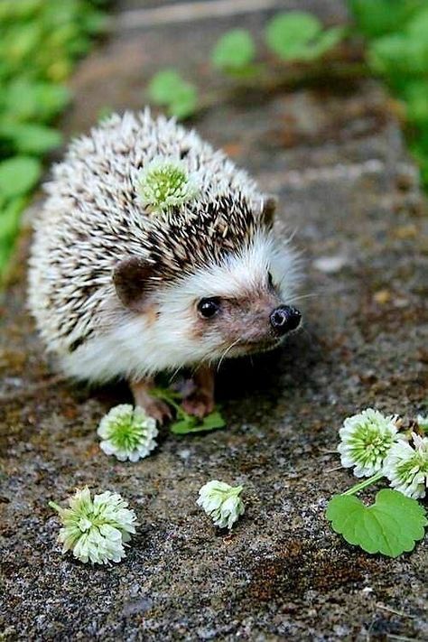 Hedgehog Images, Tattoo Nature, Hedgehog Pet, Baby Hedgehog, Cute Hedgehog, Fascinating Facts, Cute Animal Pictures, Animal Wallpaper, Cute Creatures