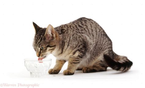 cat drinking | WP14222 Tabby Siamese-cross female cat Kitty drinking water from small ... Pet Finder, Female Cat, Cat Reference, Cat Drinking, Creature Drawings, Domestic Cat, Warrior Cats, 귀여운 동물, Cat Lady