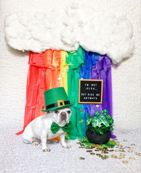 January Dog Photoshoot, Dog Grooming Photo Backdrop, Dog Photo Backdrop, Dog Photoshoot Backdrop, Pet Photobooth Ideas, Pet Photography Studio Set Up, Dog Grooming Background, Dog Resort, St Patrick’s Day Dog Photoshoot