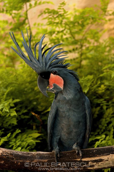 Goliath or Black Palm Cockatoo (Probosciger aterrimus) | Paul Bratescu Birds Pics, Palm Cockatoo, Rare Birds, Australian Birds, Parrot Bird, Animal Pics, Exotic Birds, All Birds, Tropical Birds