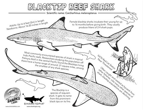 Learn all about the blacktip reef shark with our coloring fact sheet. Artwork from Joshua Moyer.  Download for FREE, dive in and learn! Black Tip Shark Drawing, Blacktip Reef Shark Drawing, Shark Sketchbook Page, Black Tip Reef Shark Drawing, Blacktip Reef Shark Tattoo, Blacktip Shark Tattoo, Shark Sketch Drawing, Black Tip Reef Shark Tattoo, Black Tip Shark Tattoo