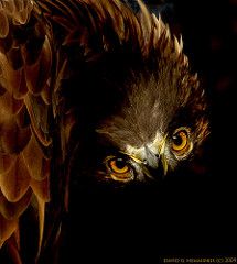 Eagle Aesthetic, Feathered Raptor, David Hemmings, Brown Eagle, Harpy Eagle, Eagle Feathers, Bald Eagles, Golden Eagle, Brown Aesthetic