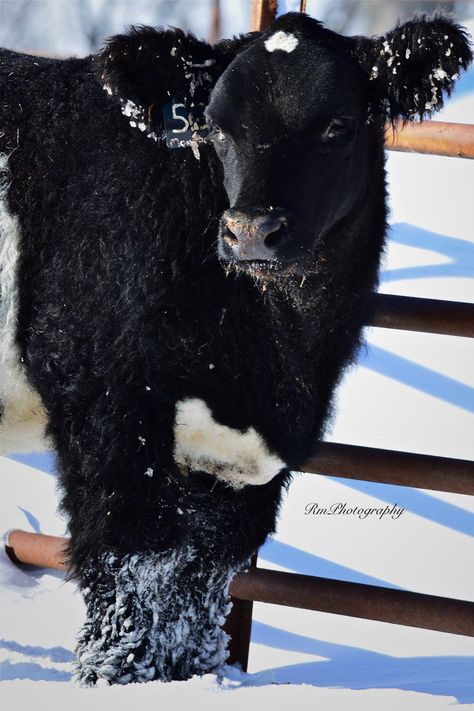 RmPhotography Livestock Aesthetic, Showing Steers, Calf Photography, Stock Aesthetic, Club Calf, Livestock Photography, Livestock Judging, Show Cows, Angus Cattle