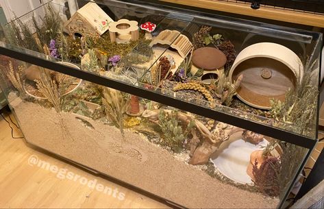 Naturalistic hamster enclosure #hamsterscaping #hamsterenclosure #syrianhamster #naturalhamstercage Syrian Hamster Enclosure, Naturalistic Hamster Enclosure, Christmas Hamster Cage, Curly Mice, Hamster Enclosure Ideas, Hamster Scaping, Mouse Enclosure, Hampster Cage, Big Hamster Cages