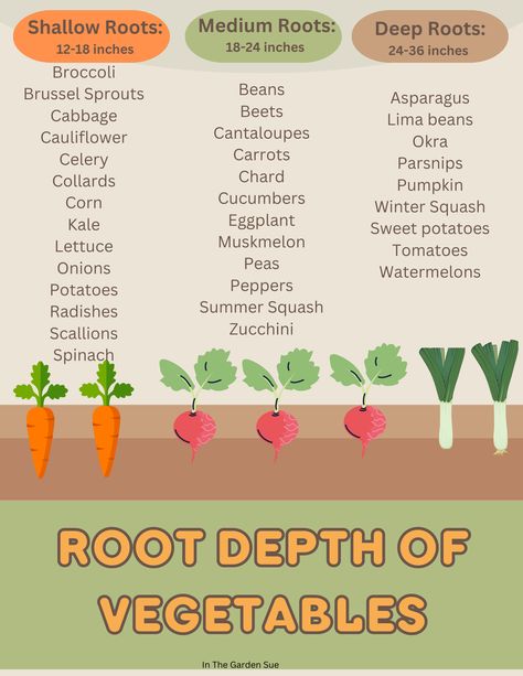 How much soil depth is needed for the Roots of Vegetables? Raised Garden Bed Plants, Garden Plots Layout Raised Beds, Apartment Farming, Raised Garden Beds Layout, Veggie Garden Layout, Vegetable Planting Guide, Allotment Ideas, Raised Bed Gardening, Garden Bed Layout