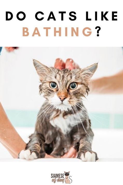 Bathing a cat is not really a good idea as many cat breeds don’t like to get wet. Cats do not need regular bathing because they keep themselves clean and many pet owners give their cat bath in extreme circumstances. #siamesecat #siameseloove #catbathing #siamesecatBathing Diy Spiders, Rolls Homemade, Kitten Breeds, Cat Advice, Cat Grooming Tools, Cat Shampoo, Cat Cleaning, Cat Bath, Wet Cat