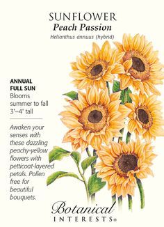 Sunflower Meaning, Types Of Sunflowers, Botanical Interests, Sunflower Garden, Flower Meanings, Nothing But Flowers, Flower Names, Language Of Flowers, Flowers Perennials