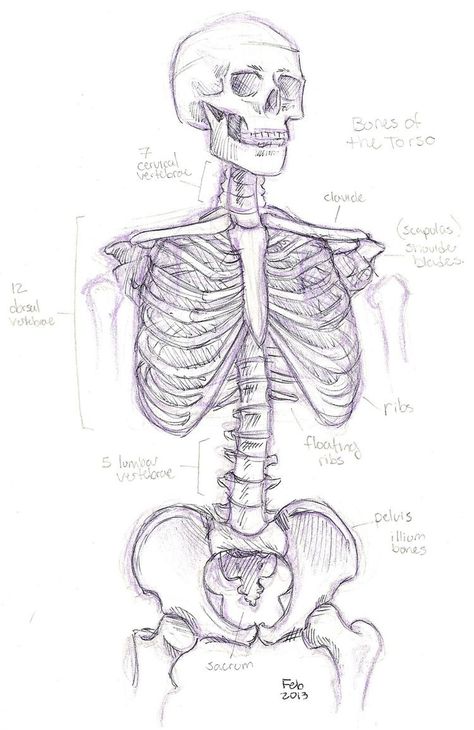 Fun Anatomy, Anatomy Coloring, Human Skeleton Anatomy, Skeleton Drawing, Anatomy Coloring Book, Anatomy Bones, Drawing 101, Skull Sketch, Skeleton Drawings