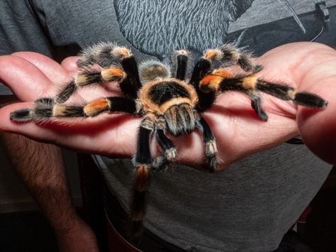 Mexican Red Knee Tarantula, Red Knee Tarantula, Pet Projects, Arachnids, Animal Projects, Fake Plants, Pacific Coast, Live Long, Spiders