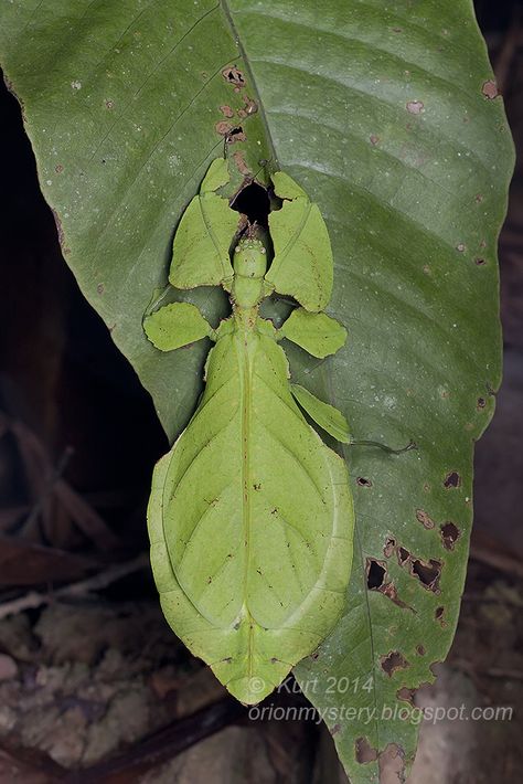 Leaf Insect, Id Photos, Interesting Insects, Arachnids, Life Form, Diy Art Painting, Beautiful Butterflies, Macro Photography, Enamel Pin