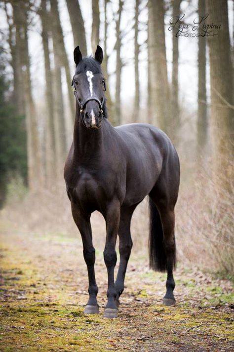 Cacharel, Belgium Kwpn Horse, Warmblood Horses, Horse Inspiration, Black Horses, Most Beautiful Animals, Horse World, Beautiful Horse, All The Pretty Horses, Horse Crazy