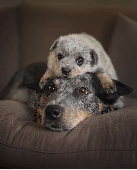 Red Heeler Puppies, Red Heeler Dog, Aussie Cattle Dog, Austrailian Cattle Dog, Heeler Puppies, Blue Heeler Dogs, Australian Cattle Dogs, Busy Street, Australian Cattle Dog Blue Heeler