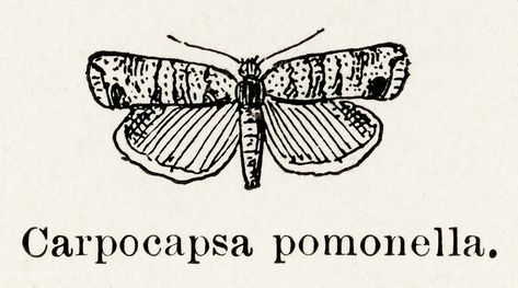 Codling Moth (Carpocapsa pomonella) from Moths and butterflies of the United States (1900) by Sherman F. Denton (1856-1937). Digitally enhanced from our own publication. | free image by rawpixel.com Poodle Moth Drawing, Moth Graphic, Codling Moth, Work Cartoons, Moth Scientific Illustration, Moths And Butterflies, Scientific Moth Illustration, About Butterfly, Antique Butterfly Illustration