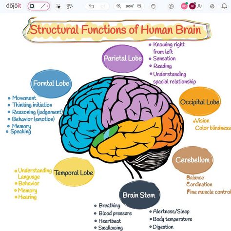 Structural Functions of Human Brain

#StructuralFunctions #BRAINWAVES #Brain #HumanBrain #LeftBrain #RightBrain #UXUIDesign #BrainArmstrong #Design #Education #Learn #Braintypes
 
https://pub.dojoit.com/LJFC86y1/Structural-Functions-of-Human-Brain

#dojoit #onlinewhiteboard

Did you find it amusing? 🤔. Save and Share it. Lobes Of The Brain And Function, Brain Structure And Functions, Parts Of The Brain And Its Function, Part Of Brain And Function, The Brain Psychology Notes, Brain Functions Diagram, The Human Brain Anatomy, Brain Function Chart, Psychology Brain Structure