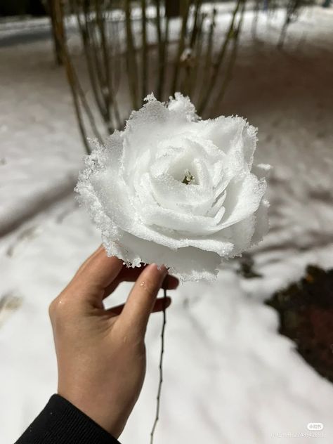 Love Is Scary, Snow Rose, Frozen Rose, Diy Snow, Fake Photos, Diy Rose, Snow Sculptures, Snow Flower, Funny Poses