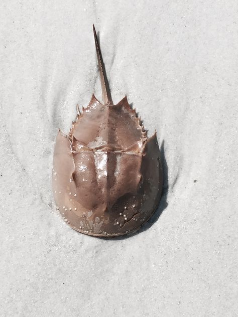 Horseshoe crab shell. Horseshoe Crab Tattoo, Creepy Animals, Crab Art, Crab Shells, Horseshoe Crab, Beautiful Bugs, Arthropods, Crustaceans, Animal Projects