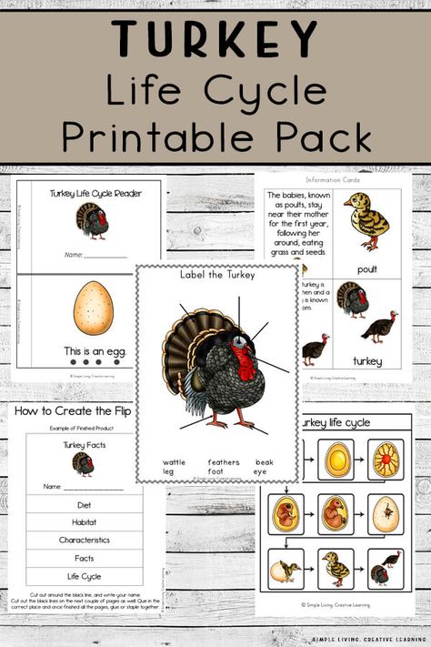 Learn about turkeys and their life cycle with these Turkey Life Cycle Printables, aimed at children in preschool and kindergarten. Montessori Printables Free, Montessori Lesson Plans, Life Cycles Preschool, Thanksgiving Learning, Turkey Facts, Science Printables, Montessori Lessons, Sequencing Cards, Kindergarten Themes