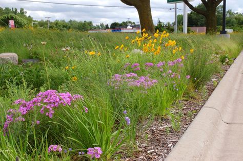 Phlox Pilosa, Prairie Clover, Butterfly Milkweed, Phlox Plant, Blooms All Summer, Native Landscaping, Pink And Orange Flowers, Blazing Star, Purple Coneflower