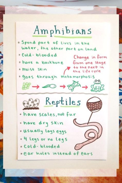 Reptiles Kindergarten, Amphibians Preschool, Reptiles Preschool, Amphibians Activities, Reptile Crafts, Lifecycle Of A Frog, Frog Life, Preschool Science, Reptiles Pet