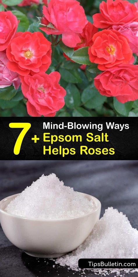 Discover ways to use Epsom salt to feed your rose bush. Adding Epsom salt to the garden soil or using a foliar spray helps restore magnesium to rose plants during the blooming process and prevents blossom end rot on tomato plants. #epsom #salt #roses Rose Spray, Epsom Salt For Roses, Epsom Salt For Plants, Epsom Salt Garden, Rose Bush Care, Geranium Care, Epson Salt, Rose Fertilizer, Foliar Spray