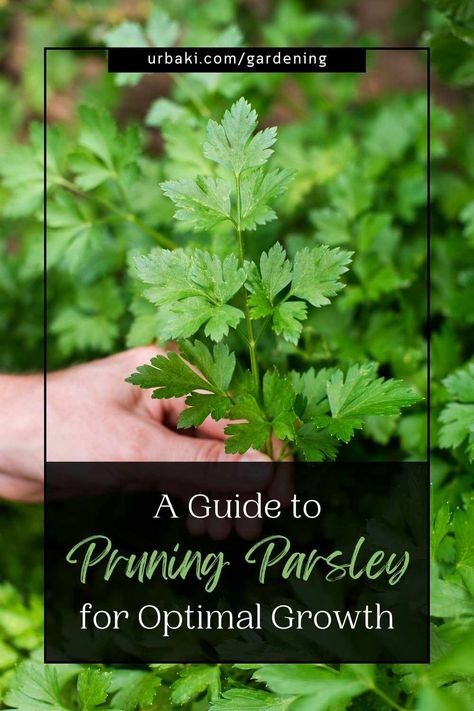 Are you looking to grow healthy and abundant parsley plants in your garden or container? Pruning parsley is a crucial technique that can make a significant difference in the plant's growth and productivity.With the right timing, tools, and techniques, you can promote new growth, prevent bolting, and maintain the plant's shape and size.In this guide, we will show you how to prune parsley for optimal growth, so you can enjoy fresh and flavorful herbs all season long. So, let's get started!... Growing Parsley Indoors, Growing Parsley, Parsley Plant, Growing Cilantro, Harvesting Herbs, Herbs Indoors, Healing Herbs, Growing Indoors, Growing Herbs