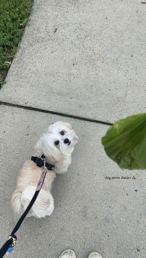 Dog Captions For Insta, Dog Instagram Captions, Maltipoo Dog, Dog Quotes Love, Dog Mommy, Photos With Dog, Cute Babies Photography, Maltipoo Puppy, Dog Photoshoot